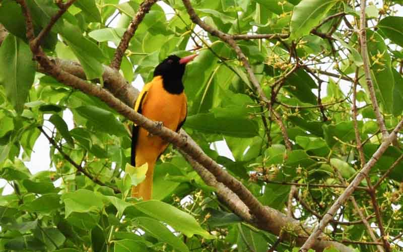 Kanha National Park- Best Indian Destinations