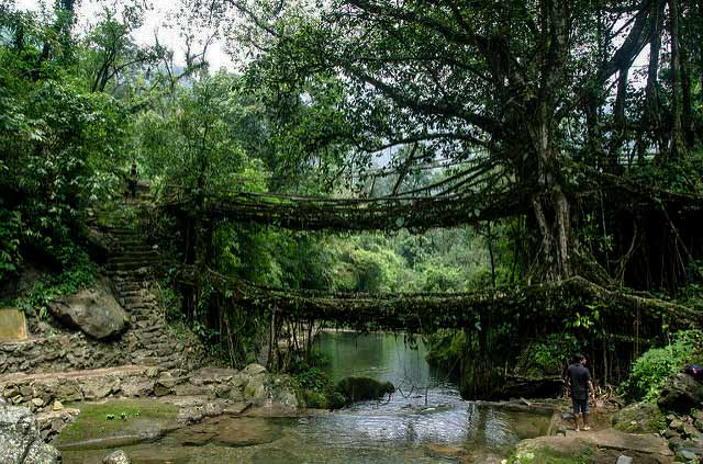 Living root bridges, Meghalaya