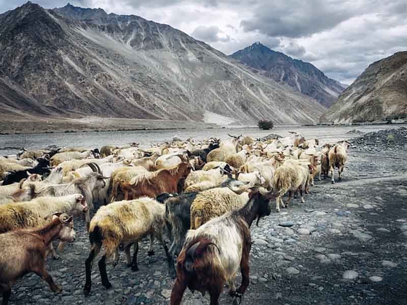 Nubra Valley north east of Ladakh valley