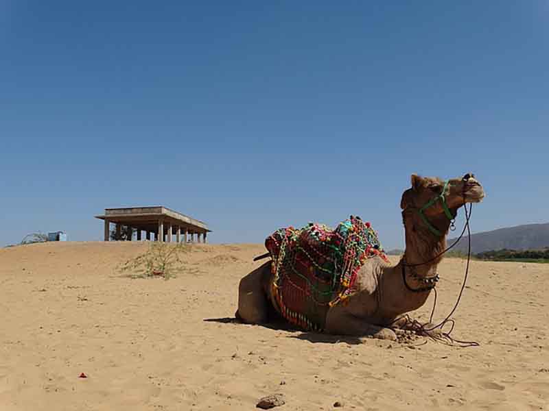 Pushkar Camel Mela
