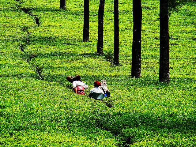 Tea tourism, Assam