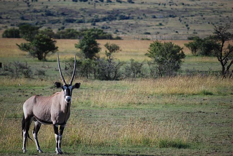 Animal sightings are abundant even in the populated area near Jim Corbett