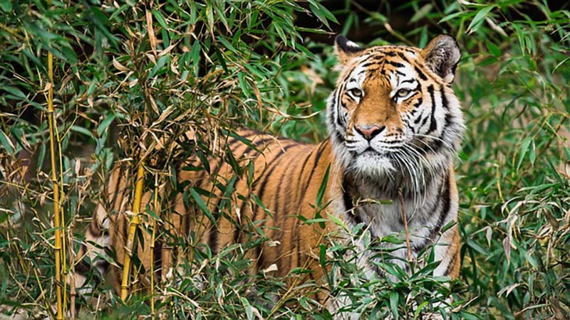 JIm Corbett National Park Tiger Reserve