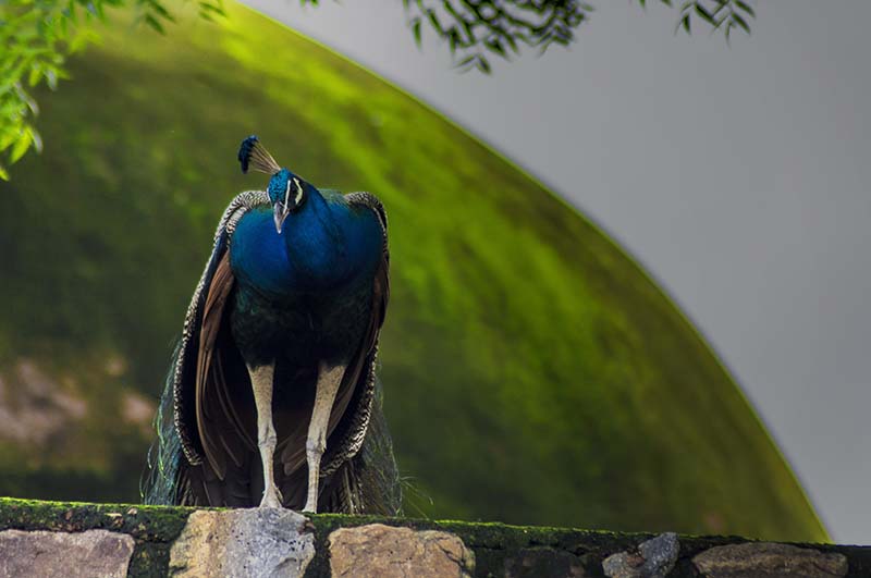 Peacock near Jim Corbett National Park