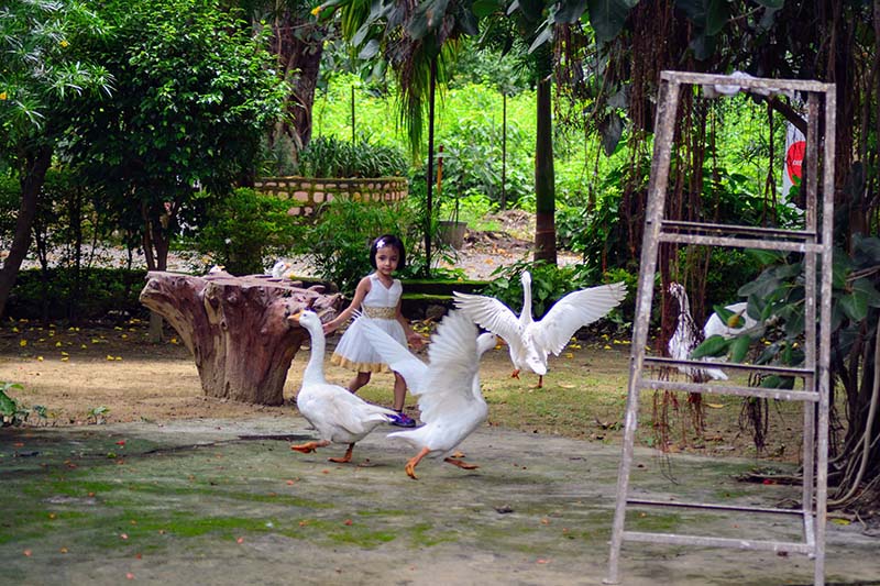 Resort in Jim Corbett National Park have birds and animals