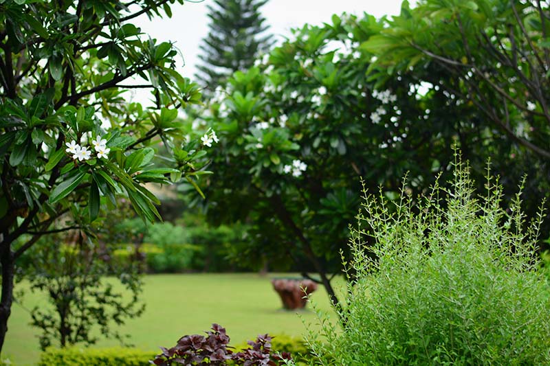 Resorts in Jim Corbett National Park are green and wonderful copy