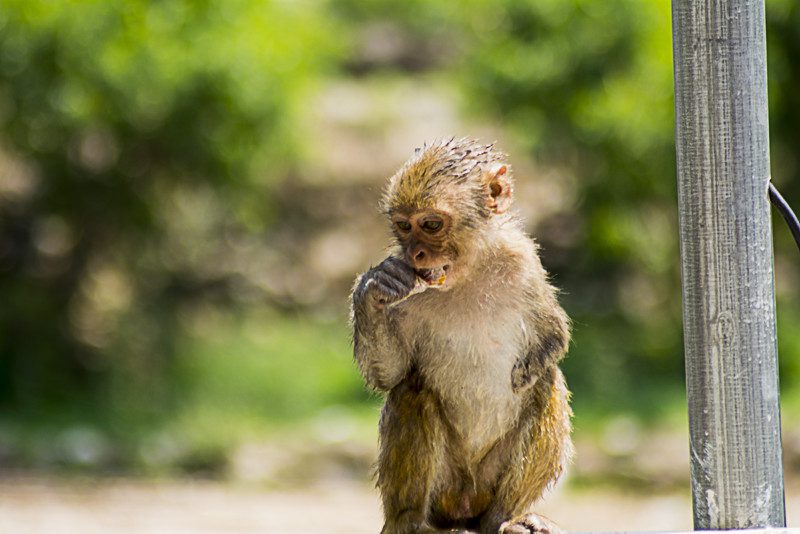 Monkeys at Kainchi Ashram Nainital