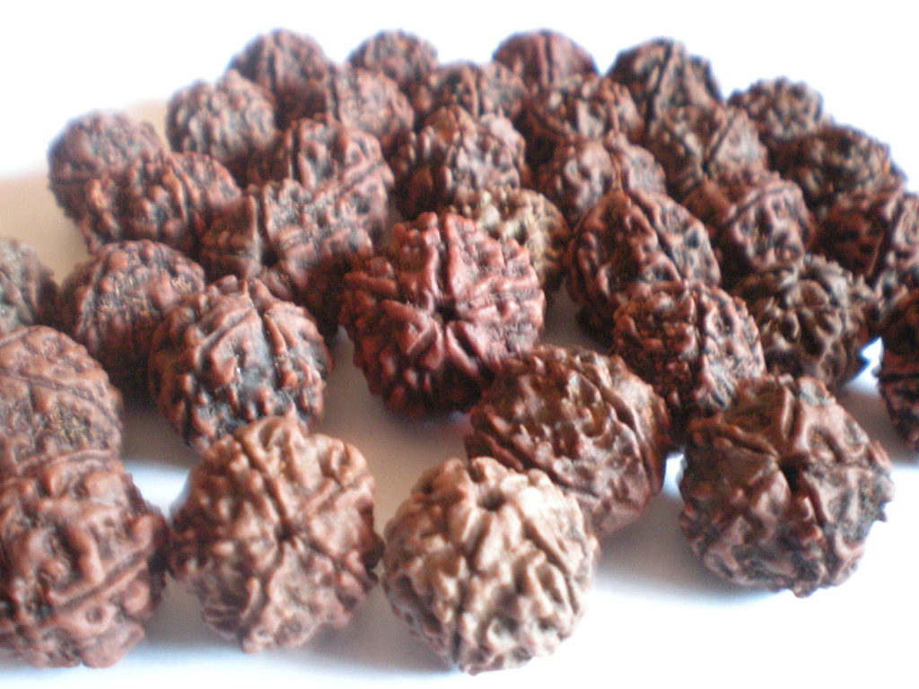 Rudraksha Hinduism symbol