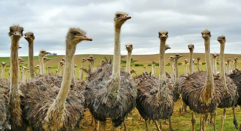 Ostriches were found in India-Interesting facts about indian geography