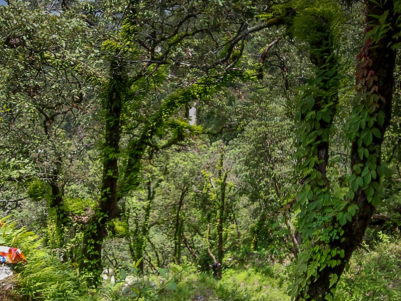 Jungle walk in Lansdowne