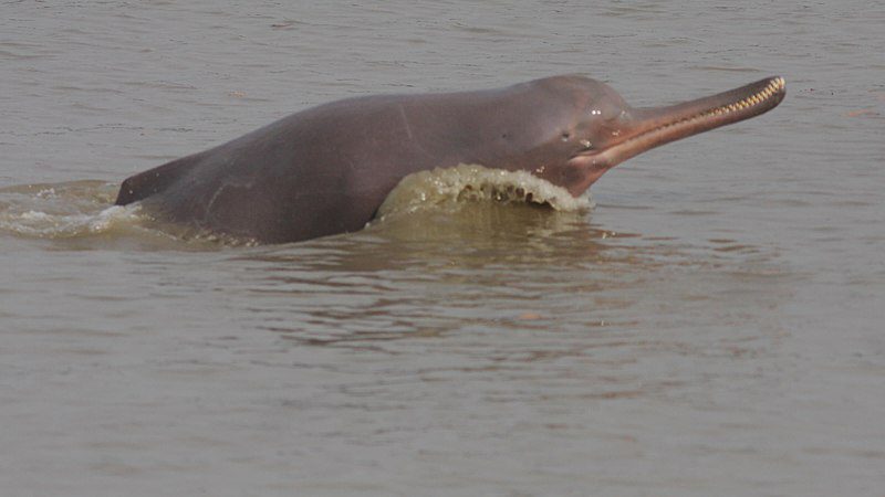Ganga Dolphin
