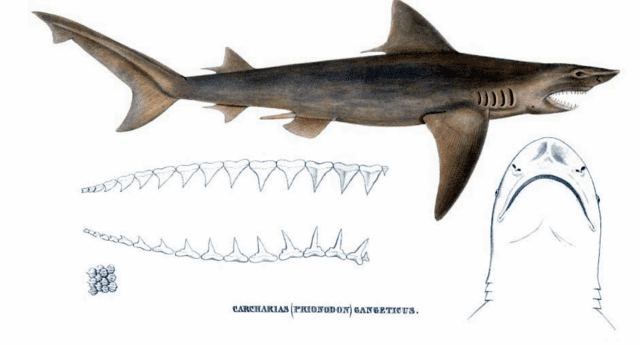 Ganges shark