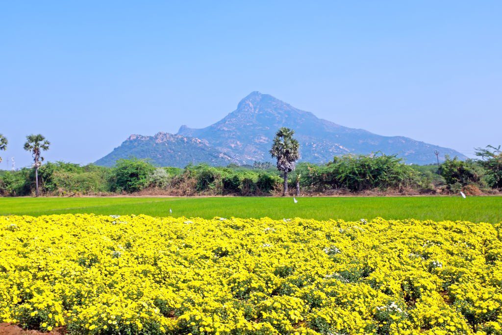 Tiruvannamalai, Tamil Nadu