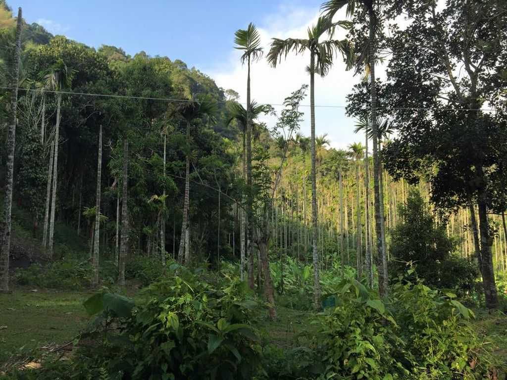 Modern day Kamyakam Forest