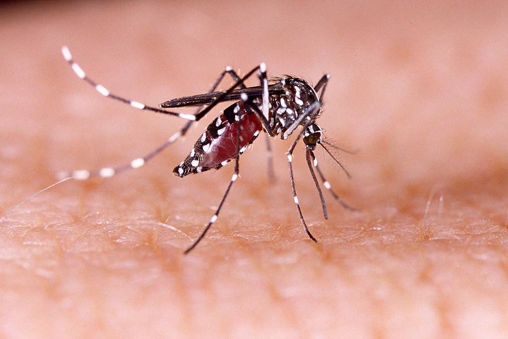 Mosquito Aedes Aegypti hat carriesZika virus