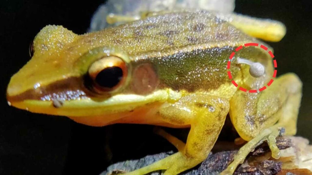 mushroom sprouting from the flank of a live frog