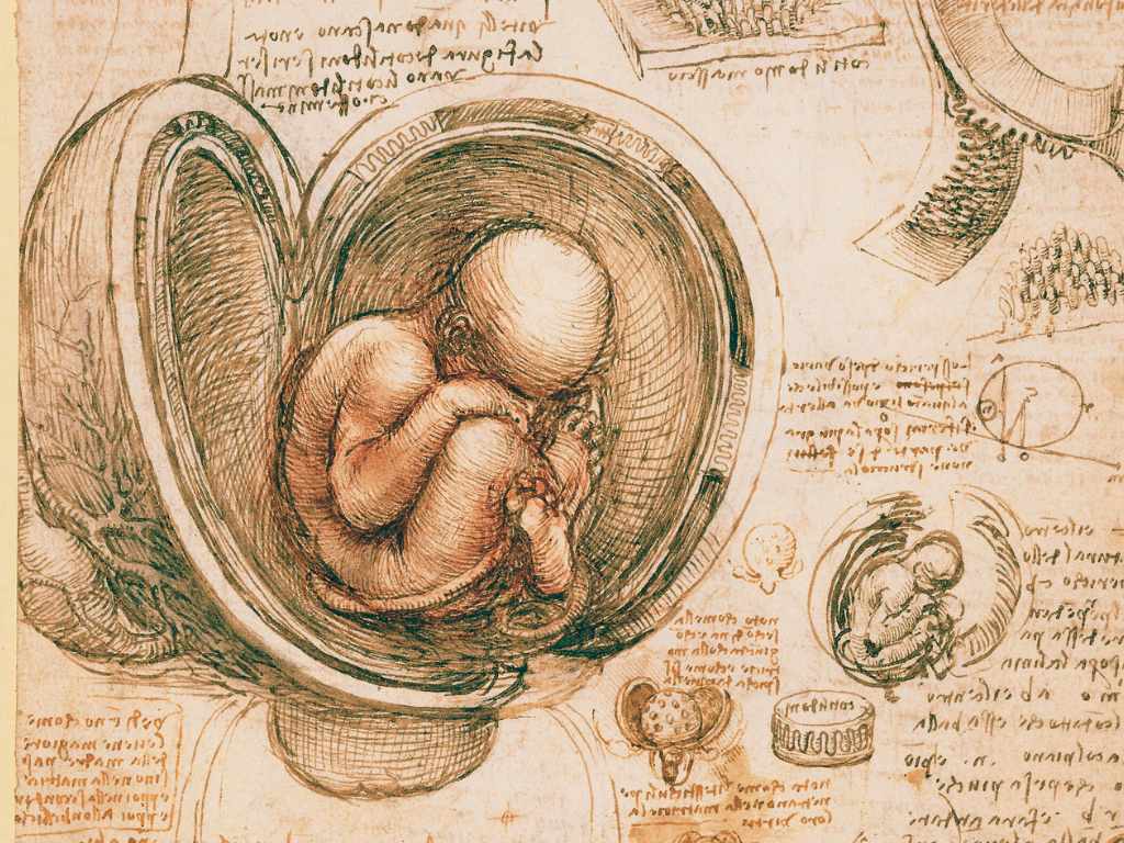 Leonardo's study of a foetus in the womb